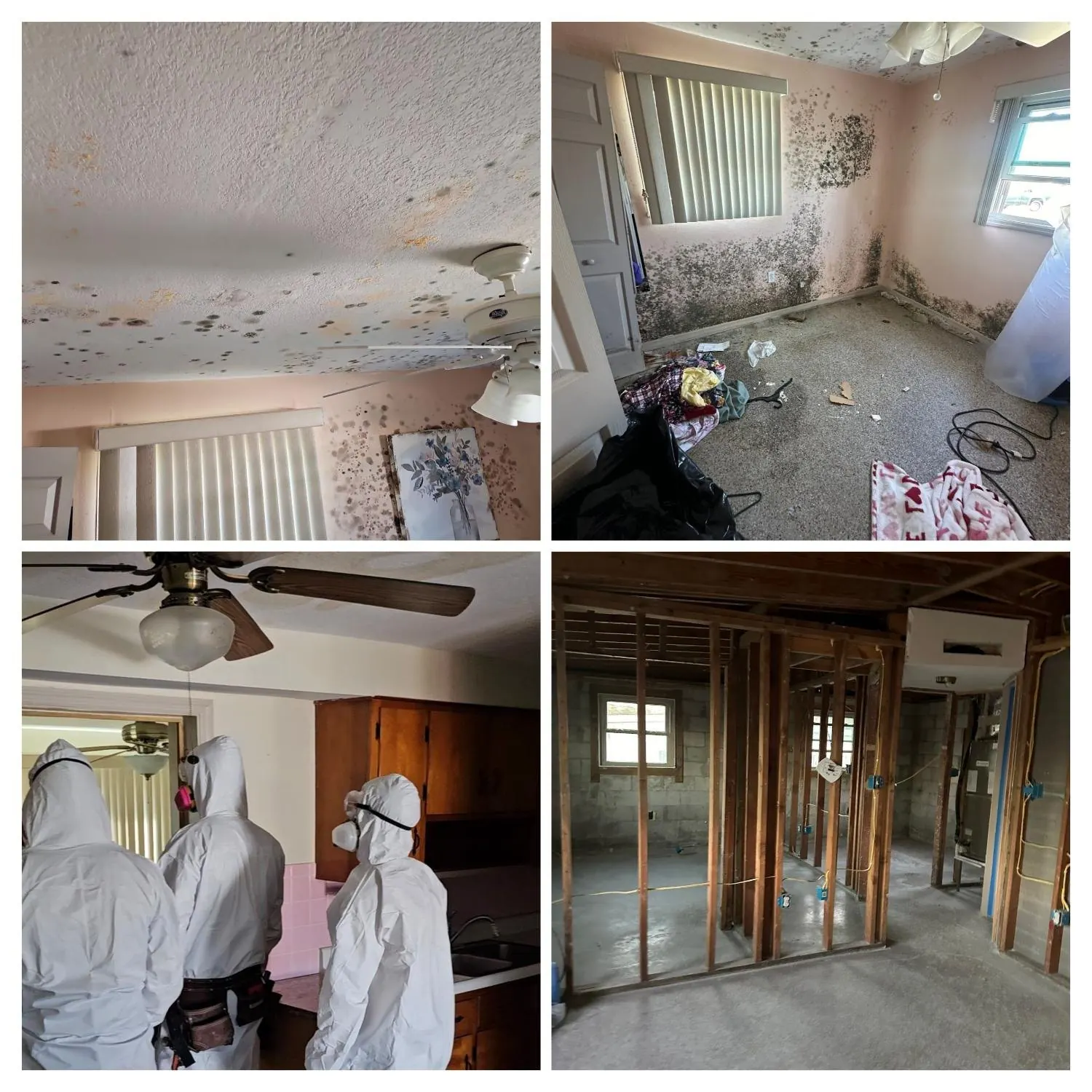 Real mold job: ceiling and wall growth, crew in protective suits, and a room opened to the studs